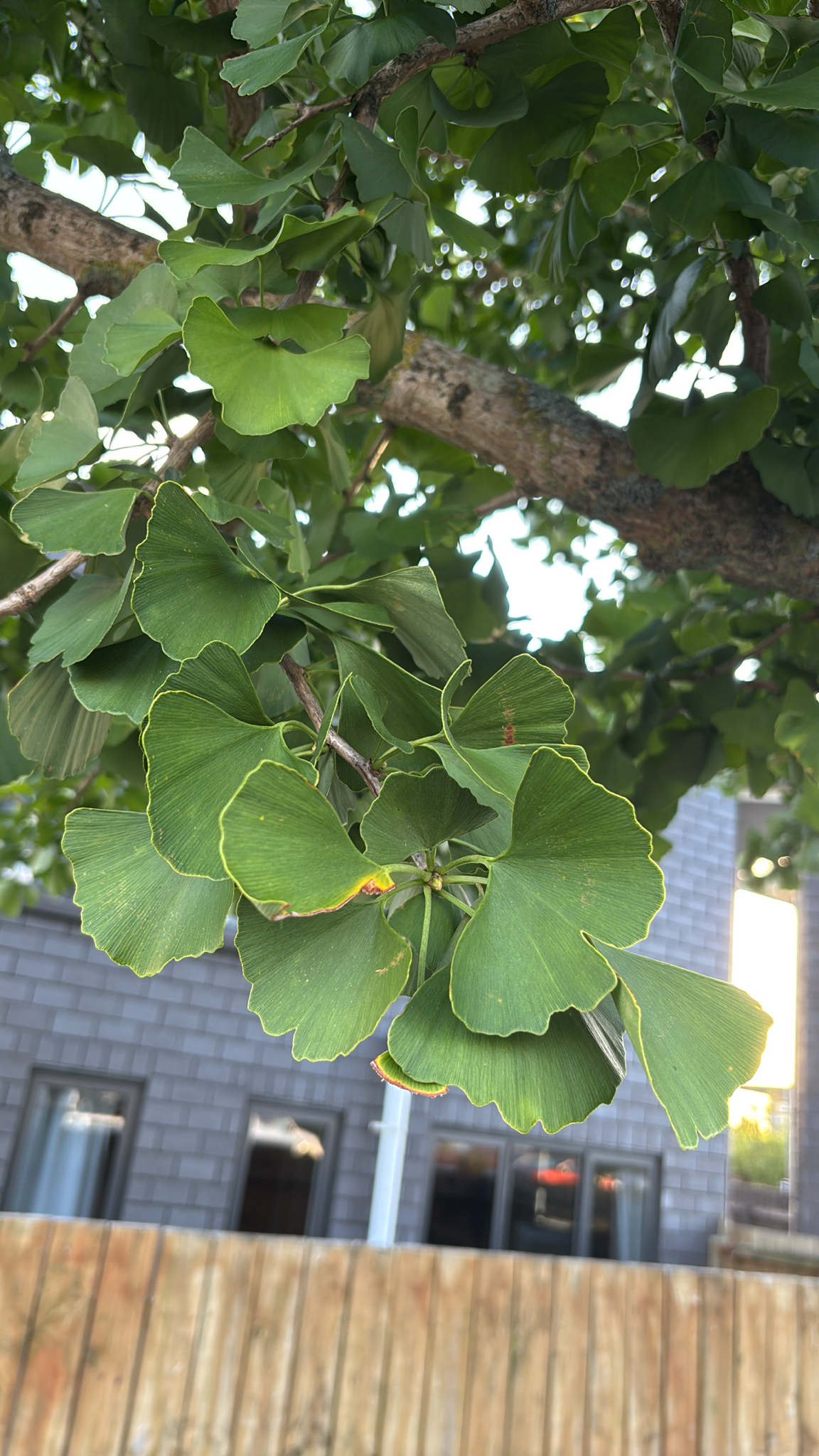 Maidenhair Tree 'Jade Butterfly'