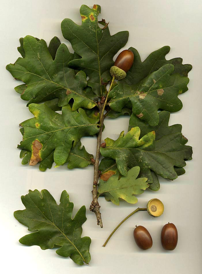 Regal Prince Oak