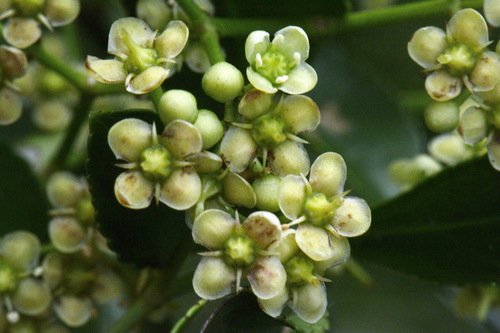 Japanese Euonymus