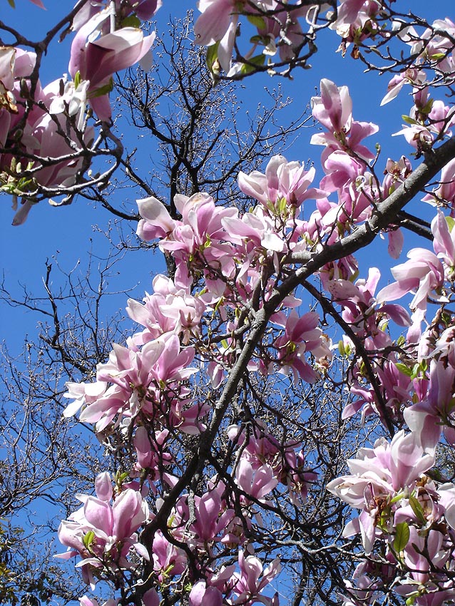 Genie Magnolia