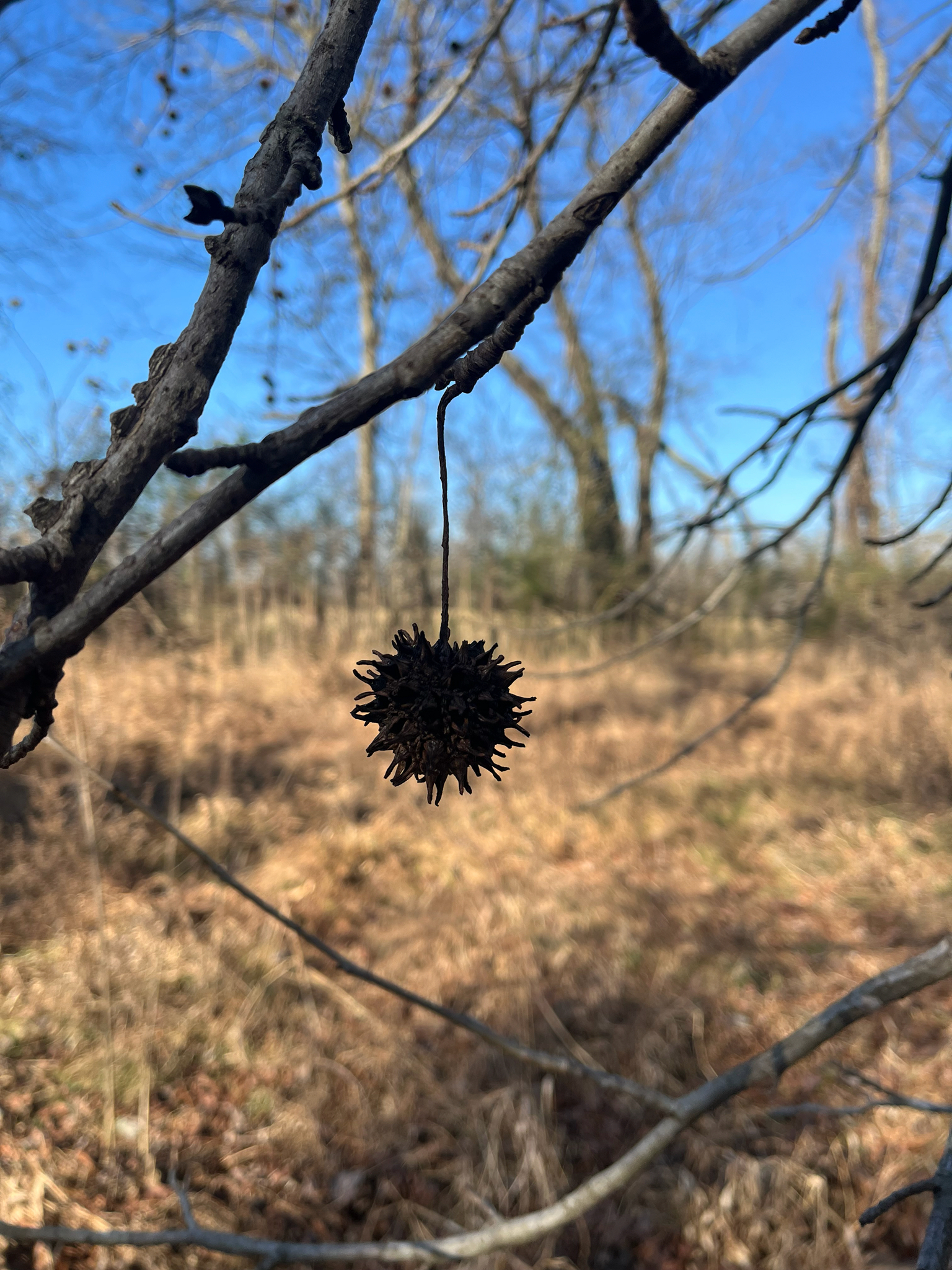 Sweetgum