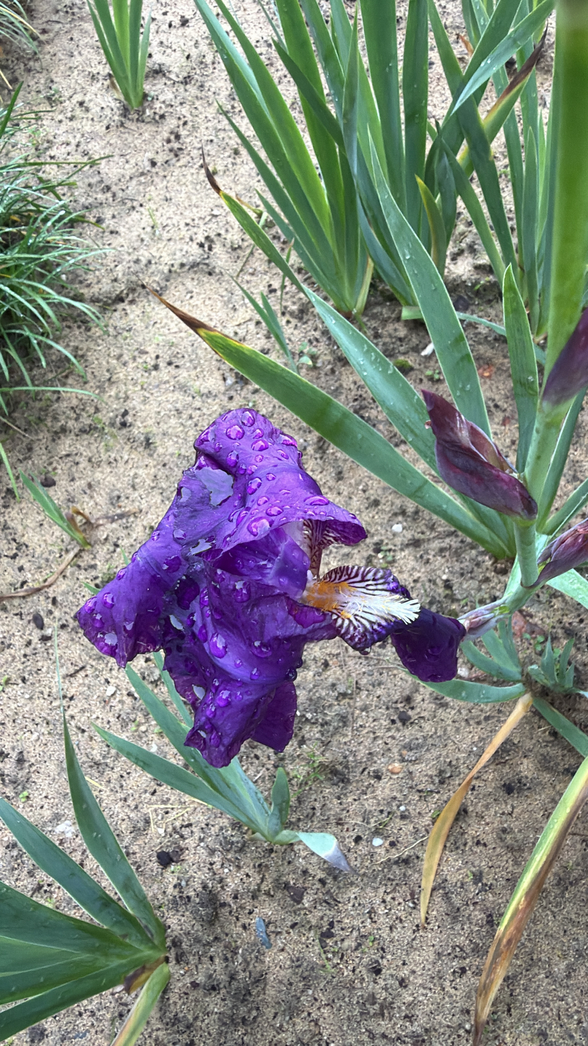 Bearded Iris