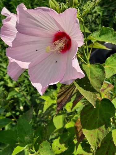 Rose Mallow