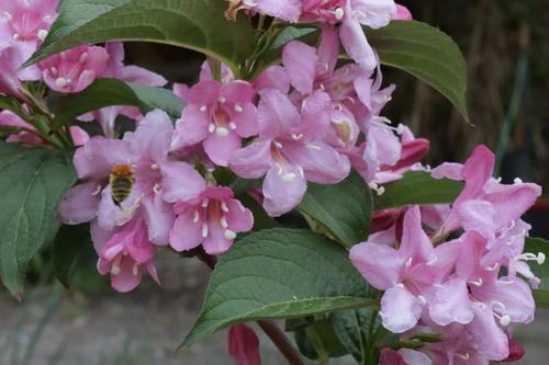 Spilled Wine Weigela