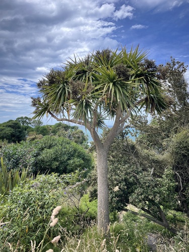Red Star Dracaena
