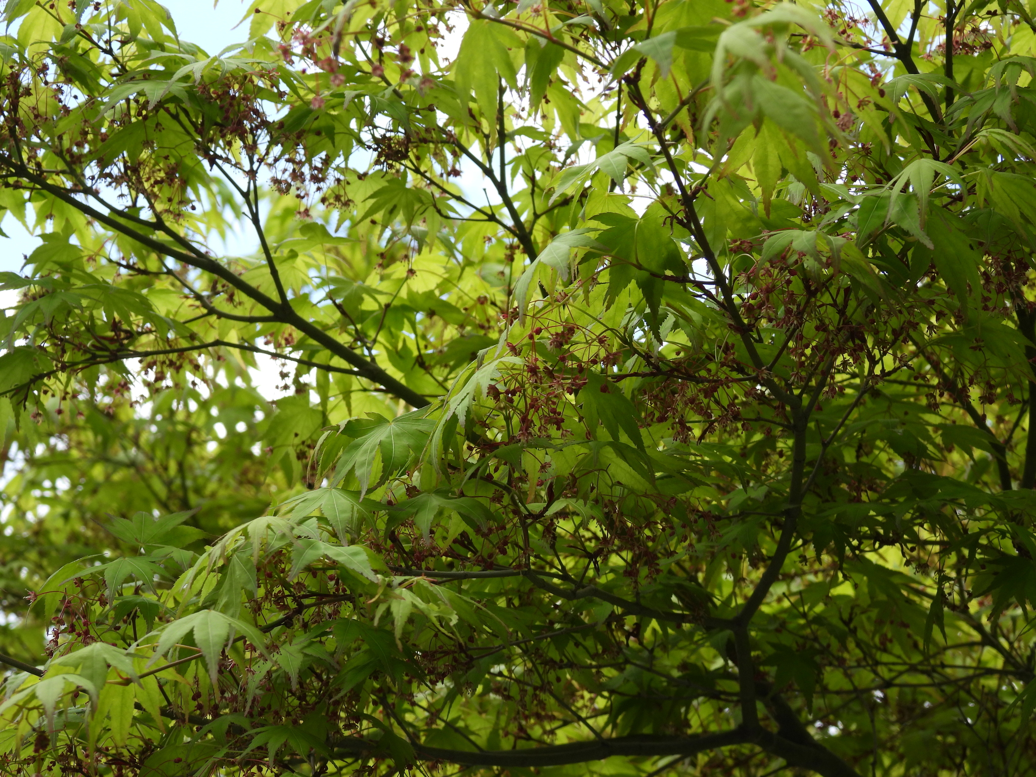 Japanese Laceleaf Maple