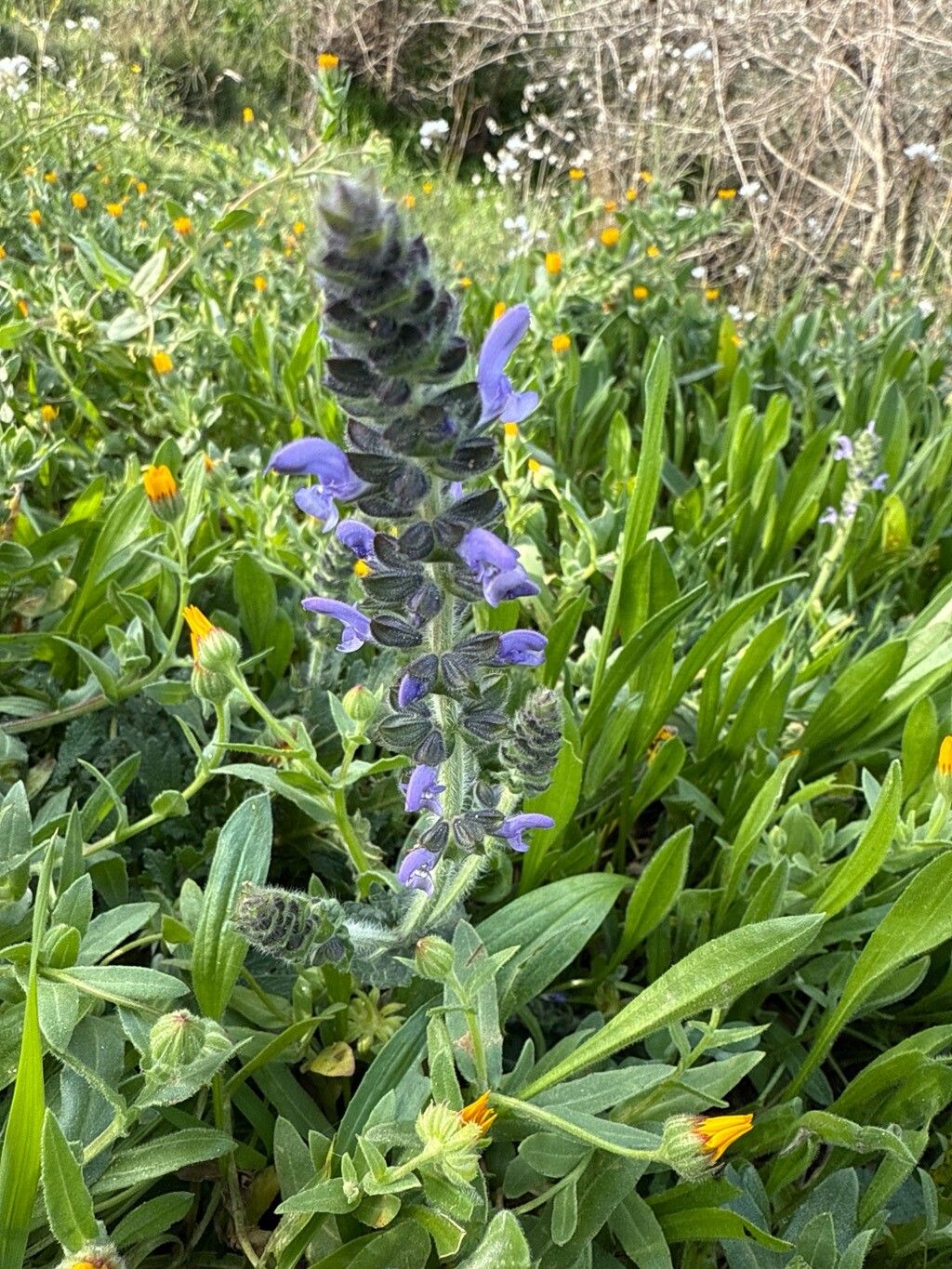 Wood Sage 'Snow Hill'