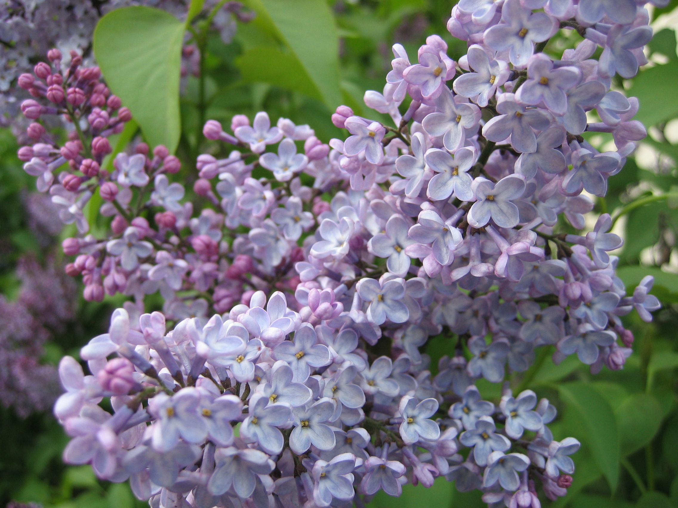 Proven Winners Lilac