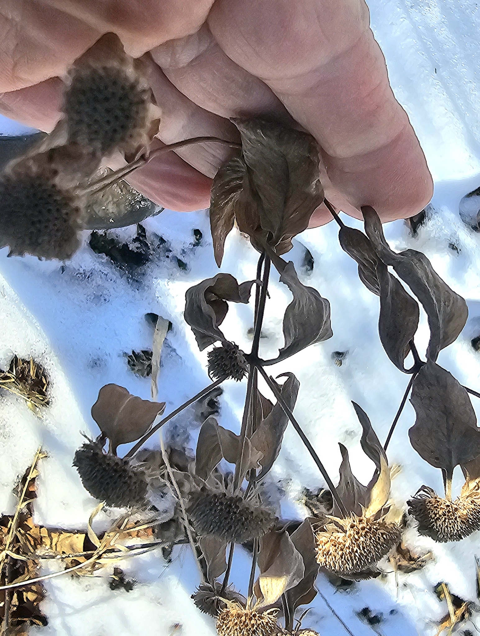 Mountain Mint