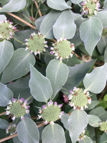 Mountain Mint