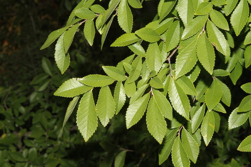 Chinese Elm
