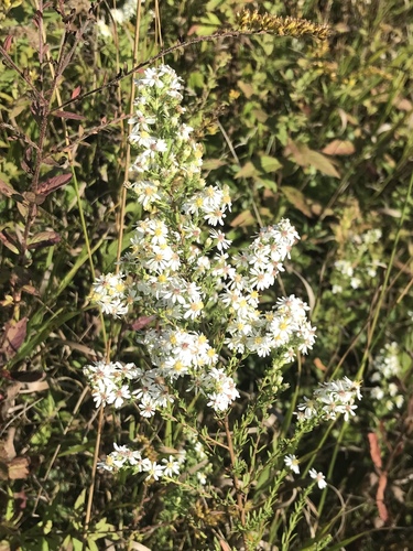 Aster 'Snow Flurry'