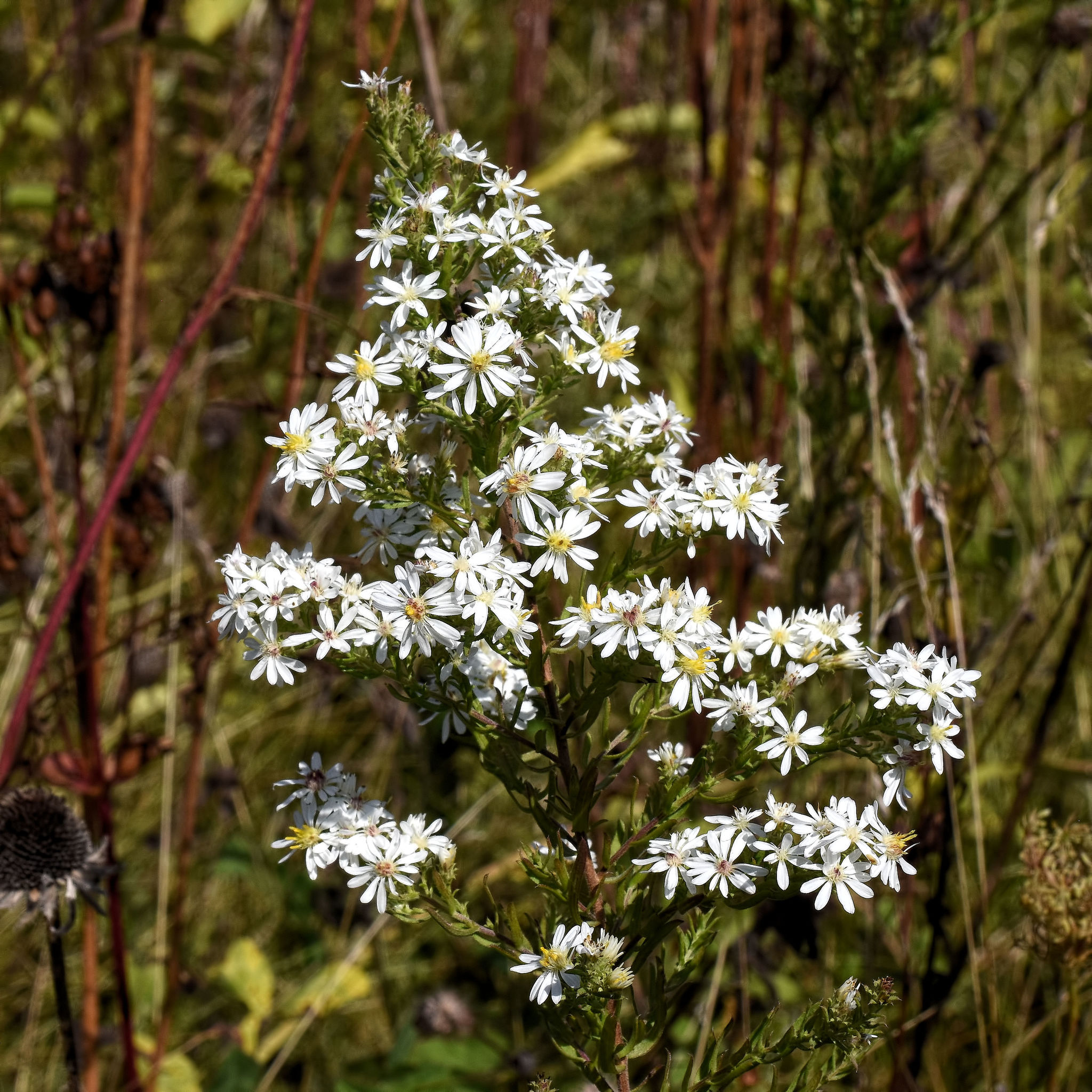 Aster 'Snow Flurry'