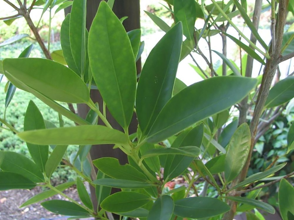 Orion Star Anise