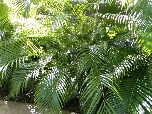 Areca Palm