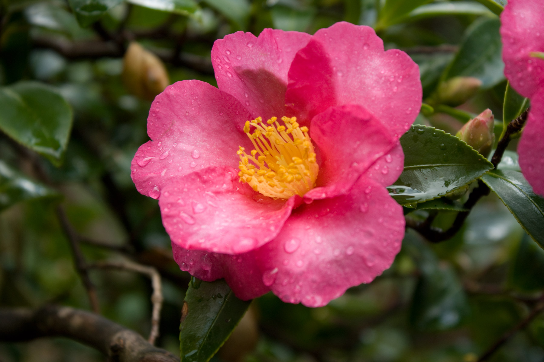 Camellia