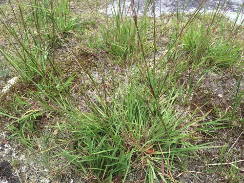 Little Bluestem Grass 'Chameleon'