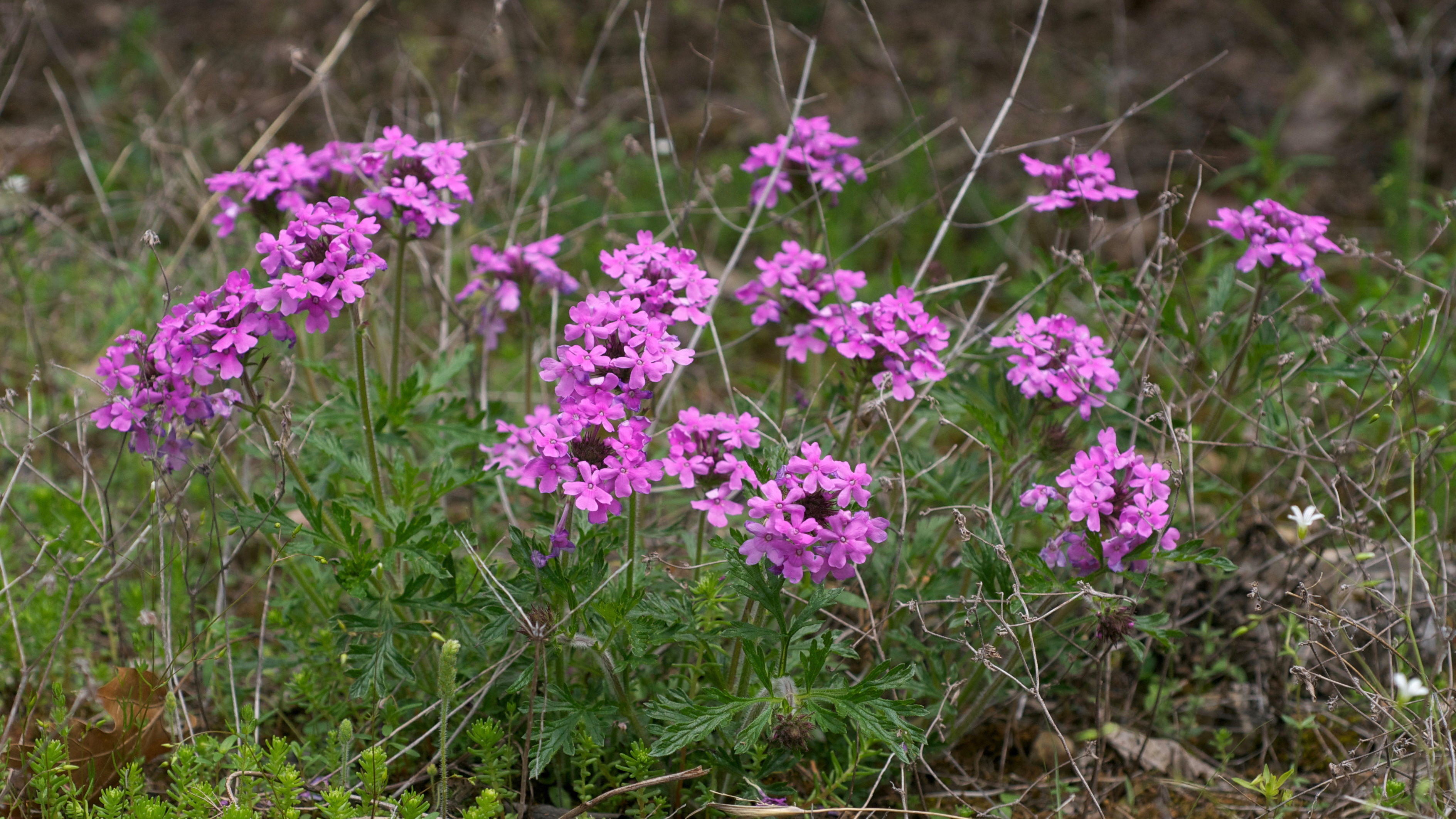 Homestead Hot Pink Vervain