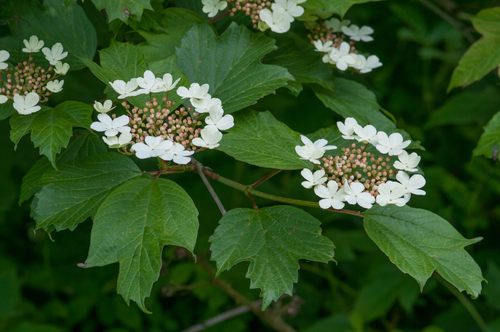 Sterile Eastern Snowball