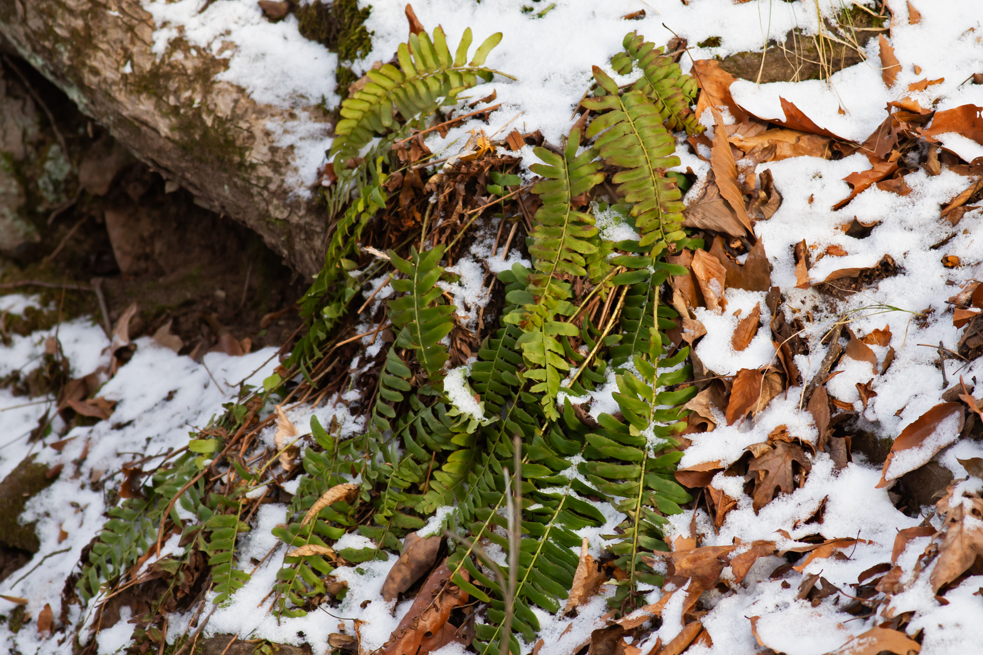 Christmas Fern