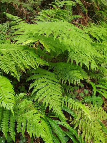 Lady Fern