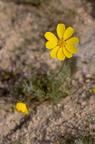Tickseed