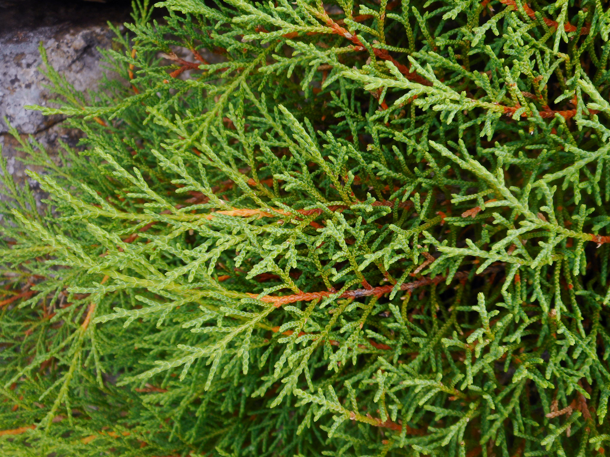 Siberian Cypress