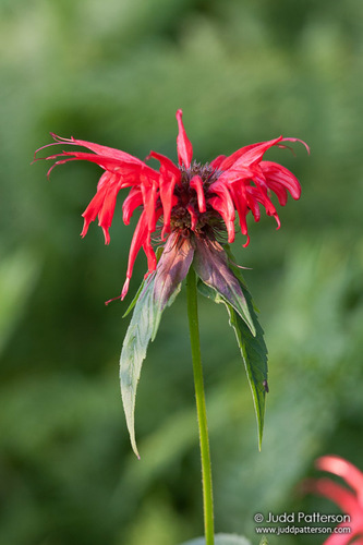 Bee Balm
