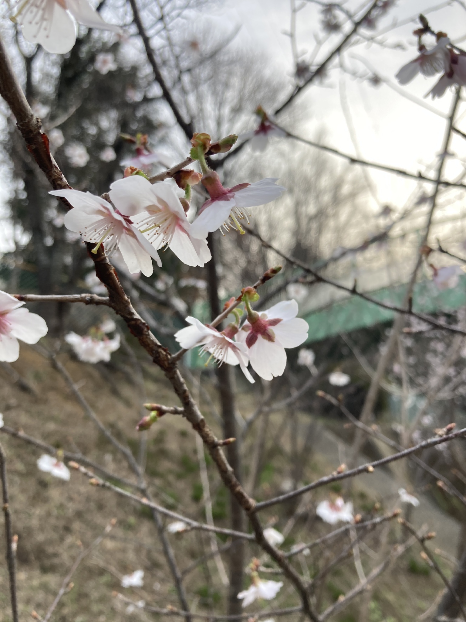 Weeping Cherry
