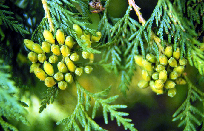 Full Speed A Hedge American Arborvitae