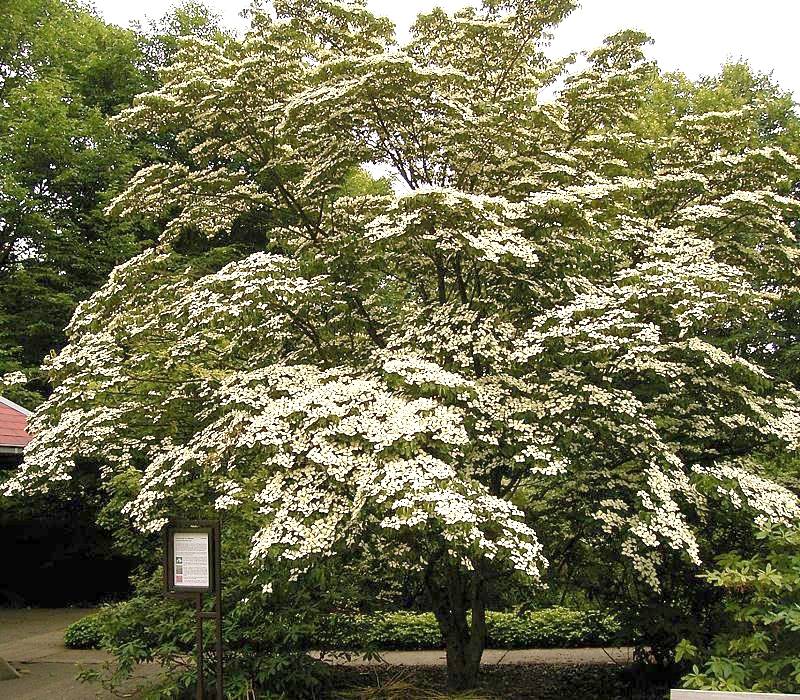 Dogwood 'Celestial Shadow'