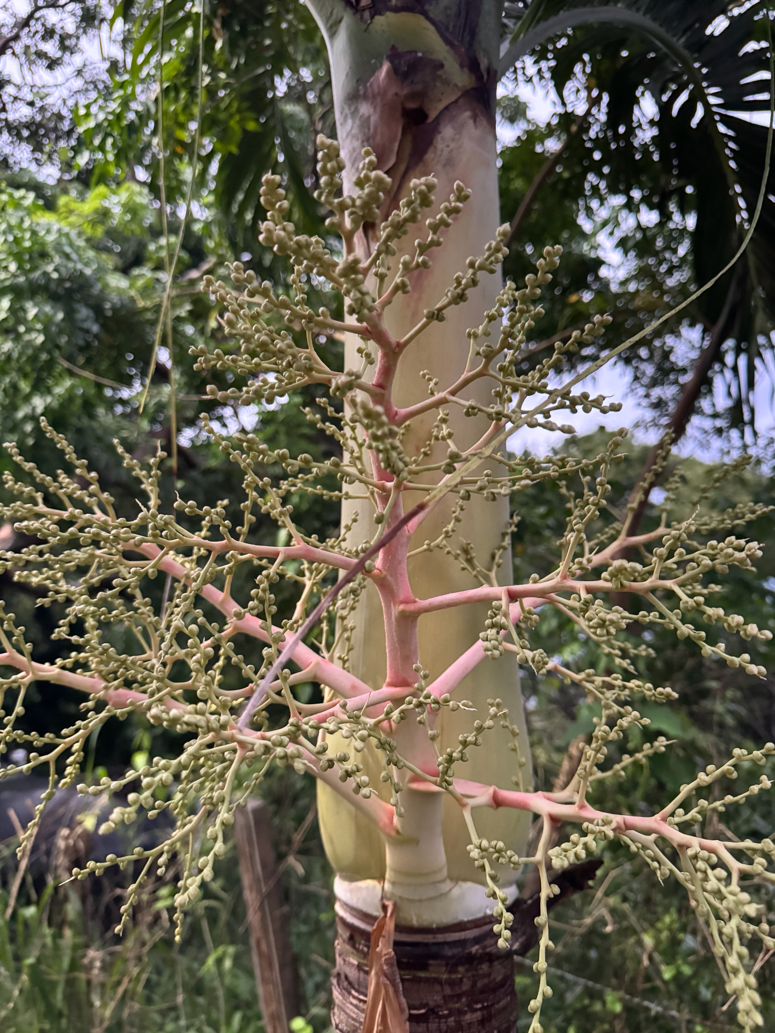 Christmas Palm Tree Form Multi Stem