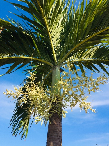 Christmas Palm Tree Form Multi Stem