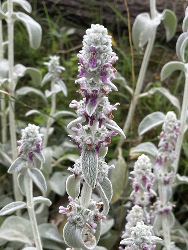 Lamb's Ear