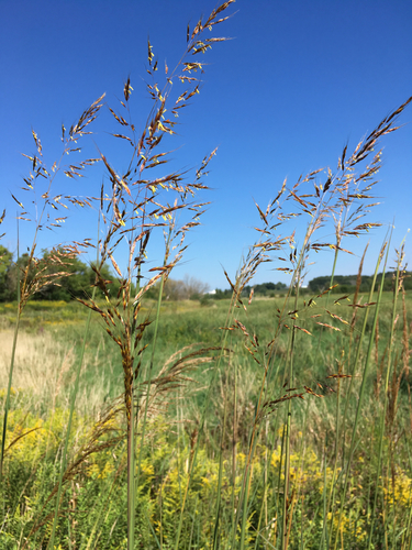 Yellow Indian Grass