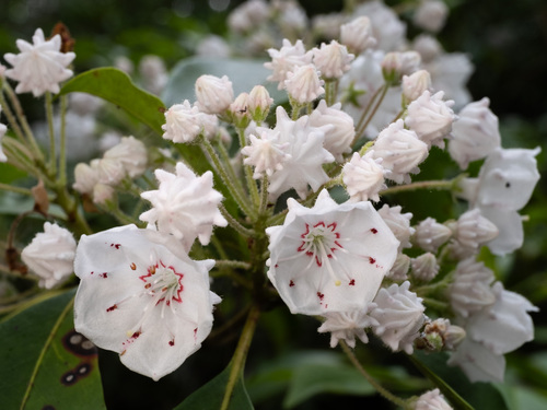 Mountain Laurel 'Raspberry Glow'