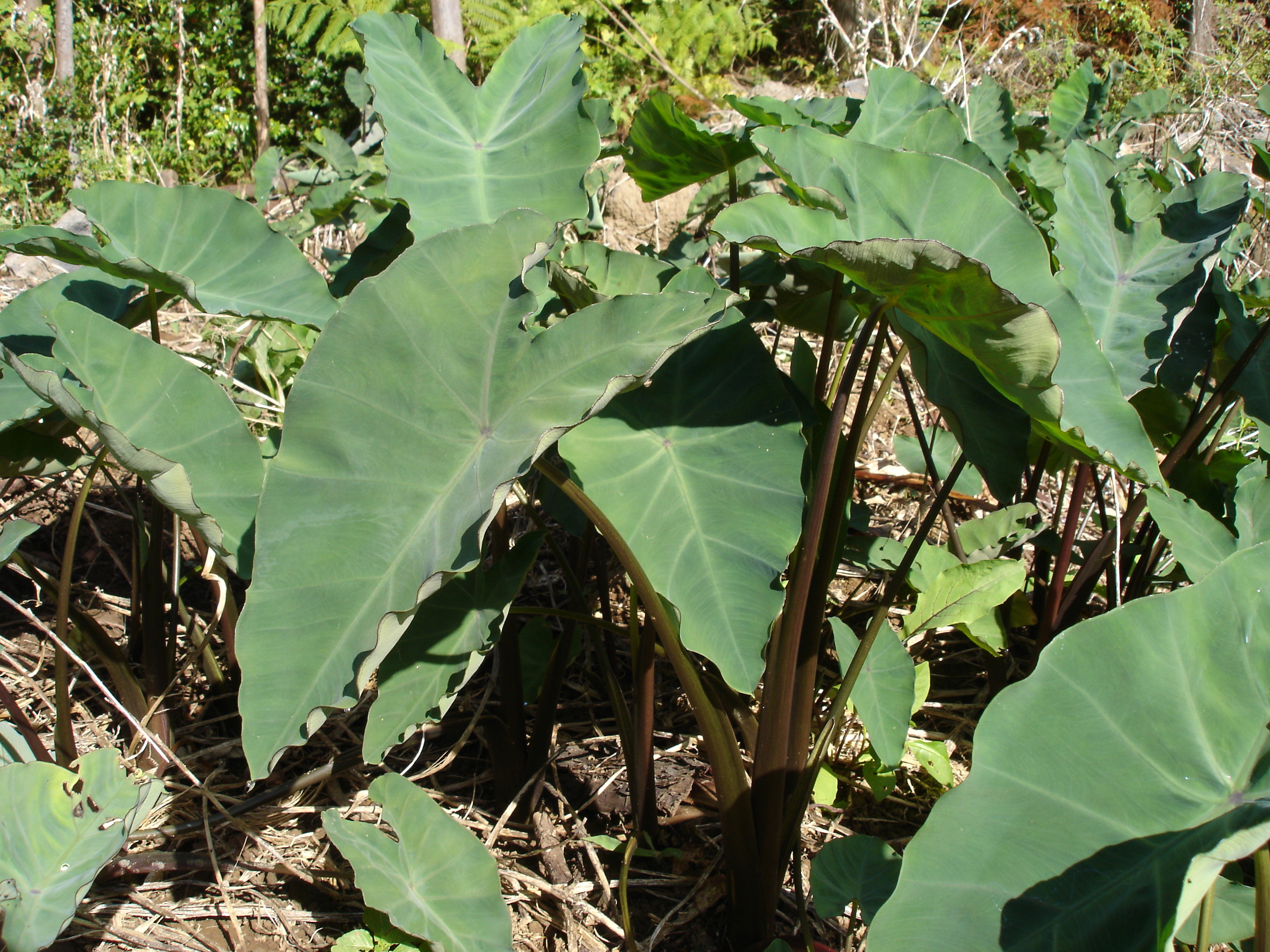 Elephant Ear True
