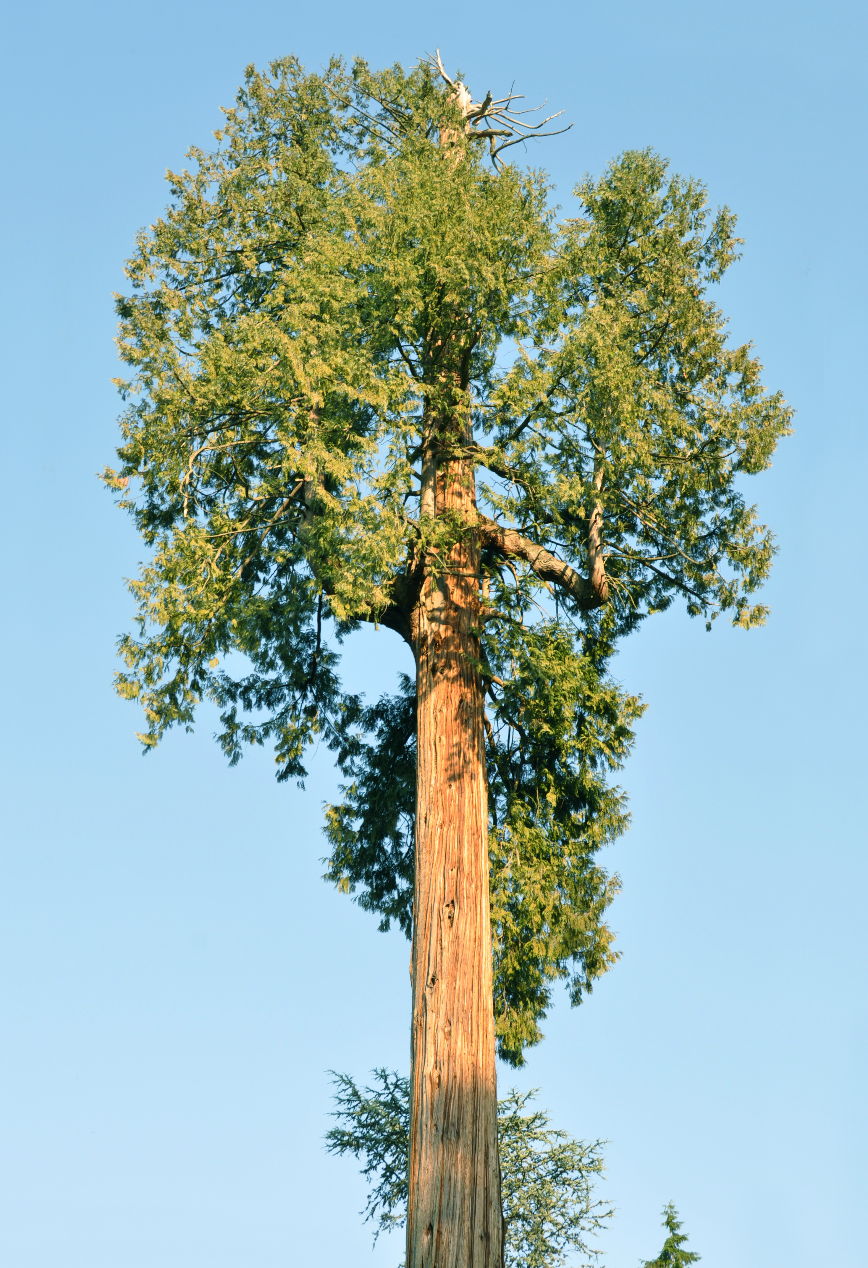 Northern Spire Arborvitae