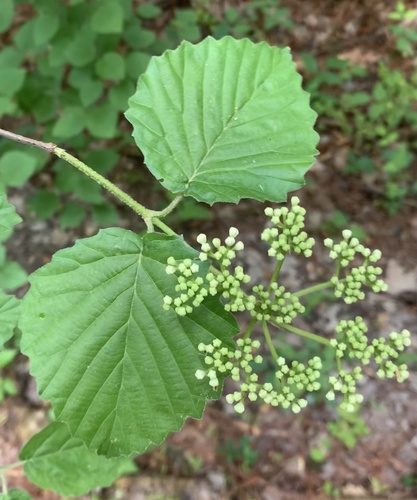 Blue Muffin® Arrowwood Viburnum