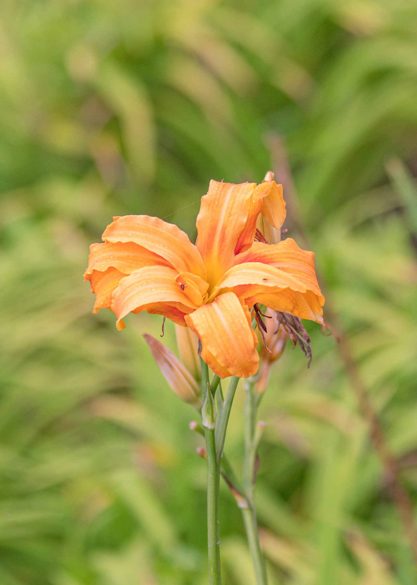 Daylily