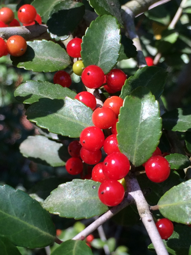Dwarf Yaupon Holly