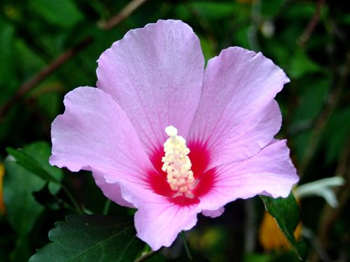 Proven Winners Rose of Sharon Tree Form Standard