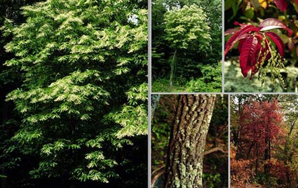 Sourwood