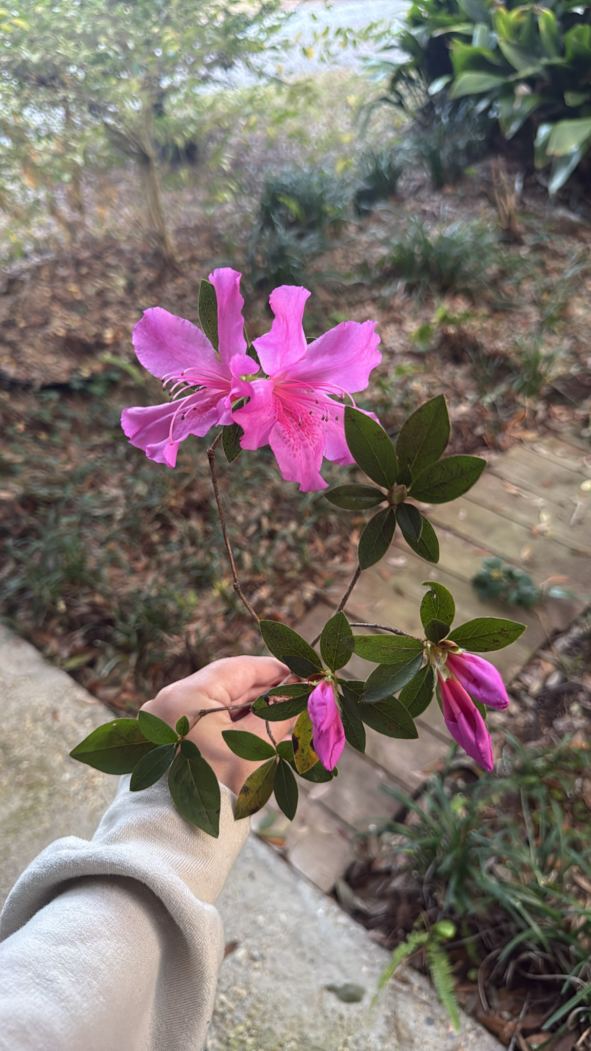 Coral Bells Azalea