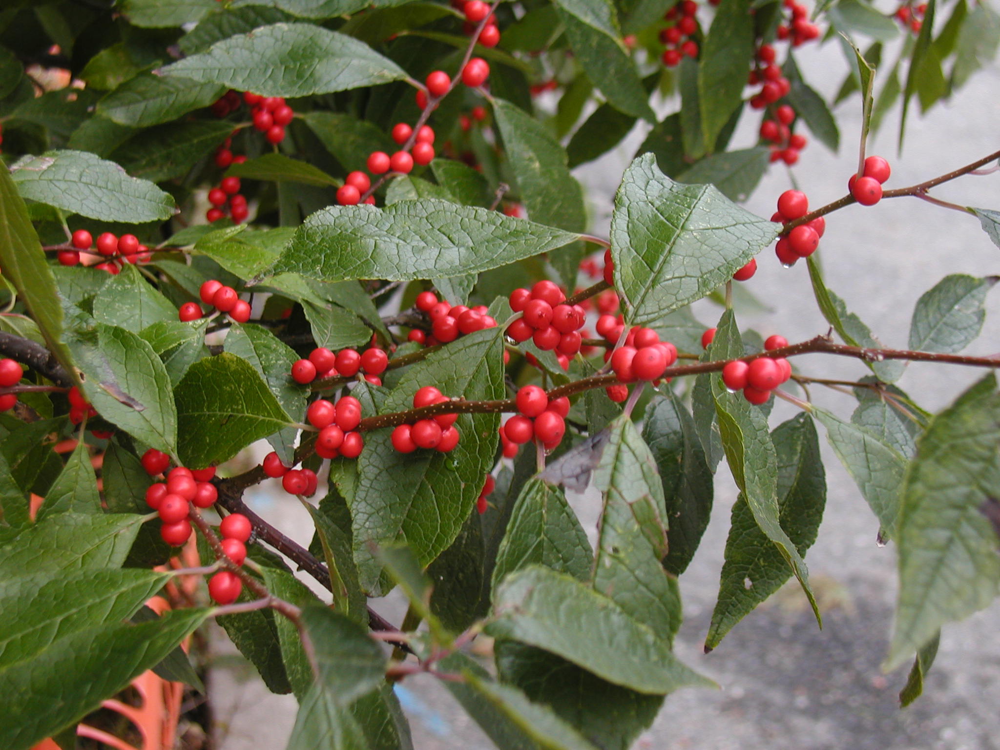 Little Goblin® Red Winterberry Holly