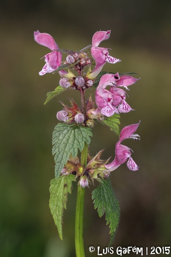 White Nancy Deadnettle