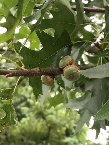 Pin Oak Low Graft