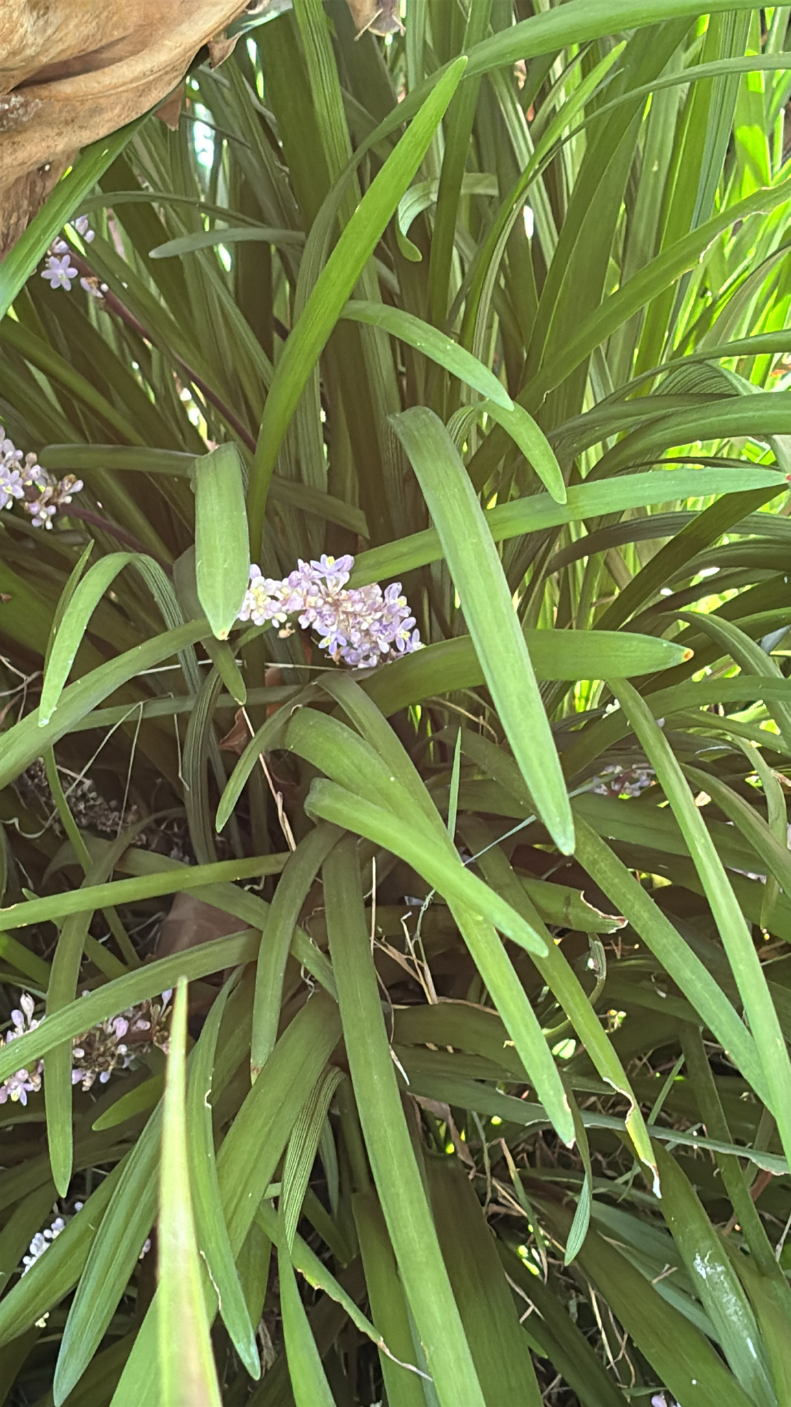 Royal Purple Lilyturf