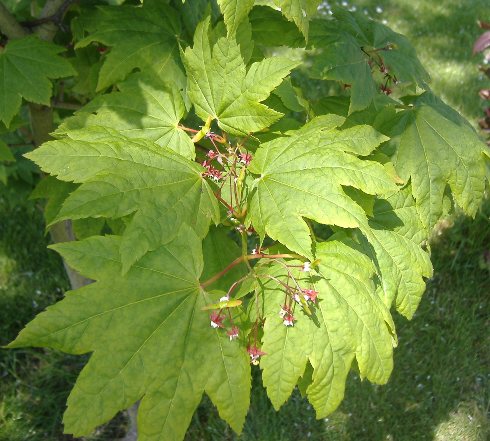 Vine Maple 'Pacific Fire'