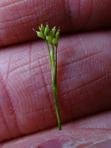 Bristleleaf Sedge